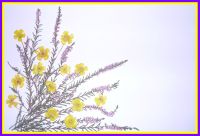 Alfrada