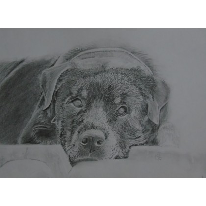 Maria Woithofer  - rysunek ołówkiem - Rysunki zwierząt na zamówienie foto #4