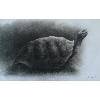 żółw, GUSTAVO GALVEZ MIRO, rysunek węglem