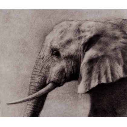 Słoń, GUSTAVO GALVEZ MIRO, rysunek węglem