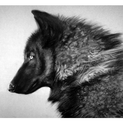 Czarny wilk, Dariusz Kaźmierczak, rysunek węglem