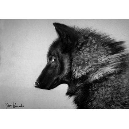 Dariusz Kaźmierczak - rysunek węglem - Czarny wilk foto #1