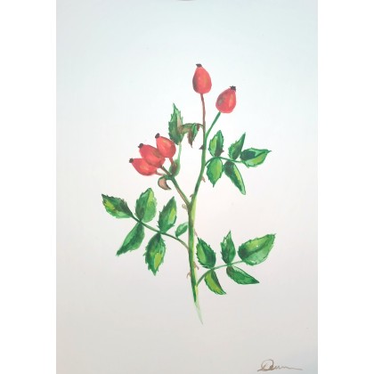 Dzika róża, Róża Lewandowska, obrazy akwarela
