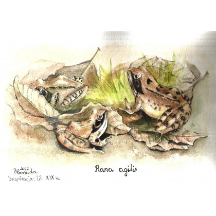 Trzy żaby, Bożena Ronowska, obrazy akwarela