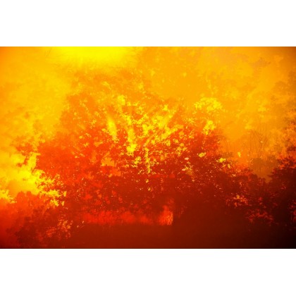 Wschód słońca albo czerwony las., Dariusz Żabiński, fotografia artystyczna