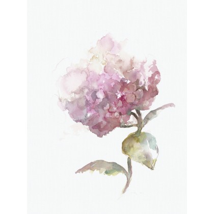 różowa hortensja, PLY, obrazy akwarela