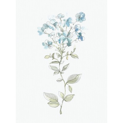 niebieskie kwiaty, PLY, obrazy akwarela