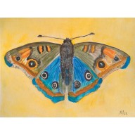 MOTYL 1