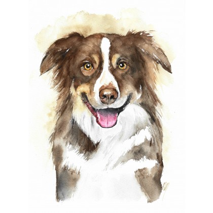 Border collie - obraz akwarelowy, Magdalena Malik, obrazy akwarela