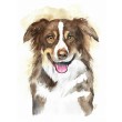 Border collie - obraz akwarelowy