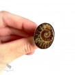 Amonitowa Harmonia - srebrny pierścionek z amonitem