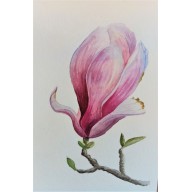 Magnolia