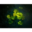 Biologia