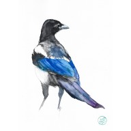 SROKA - AKWARELA