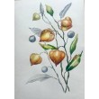 Akwarela A4 Physalis