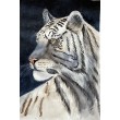 Akwarela A4 Biały tygrys