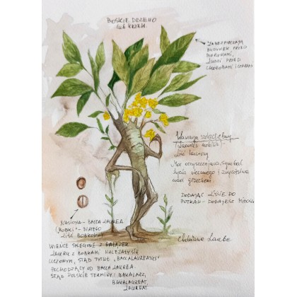 Wawrzyn szlachetny (liść laurowy) - magiczne zastosowanie, Adriana Laube, obrazy akwarela