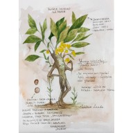 Wawrzyn szlachetny (liść laurowy) - magiczne zastosowanie