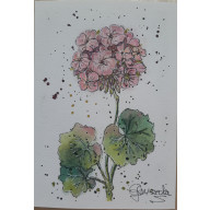 Pelargonia Akwarela