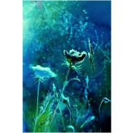 GWIAZDOZBIÓR 30 CM X 40 CM