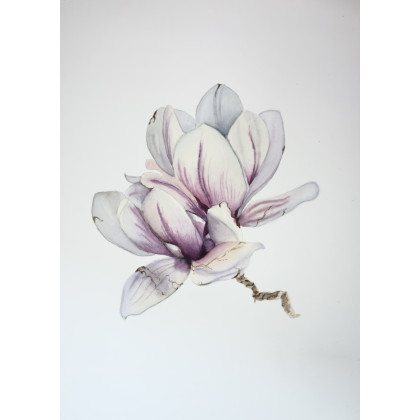 Yunona Kucherevska - obrazy akwarela - Akwarela A4 Magnolia biała foto #1