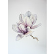 Akwarela A4 Magnolia biała