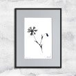 Grafika z ramą - nr 126 - chabry