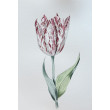 Akwarela Tulipan