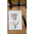 Akwarela Tulipan