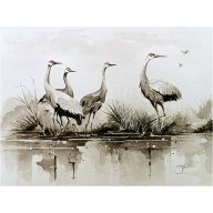 ŻURAWIE Z KRÓLESTWA WIATRU, AKWARELA 24X32 CM
