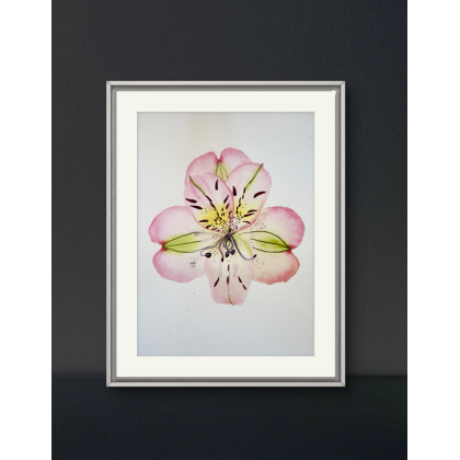 Akwarela A4 Alstroemeria, Yunona Kucherevska, obrazy akwarela