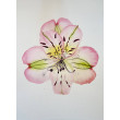 Akwarela A4 Alstroemeria