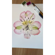Akwarela A4 Alstroemeria