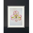 Akwarela A4 Alstroemeria