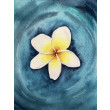 Akwarela A5 Kwiat Frangipani