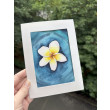 Akwarela A5 Kwiat Frangipani