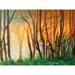 Kompozycja prac na płótnie,  40x50x2 cm, Polskie lasy