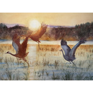 Żurawie (50x70 cm)