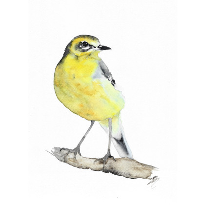 Pliszka cytrynowa- obraz akwarelowy, Magdalena Malik, obrazy akwarela