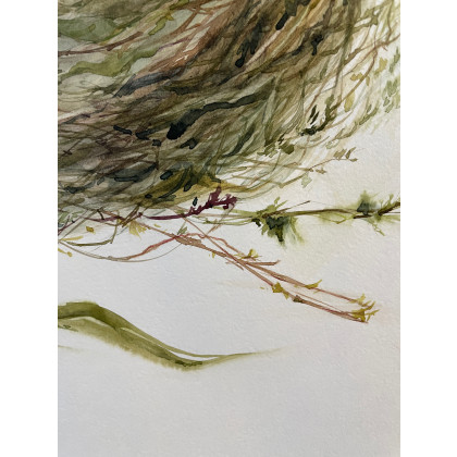 Maria Mandis - obrazy akwarela - Cisza w gniezdzie foto #2