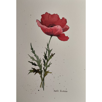 Beata Rudecka - obrazy akwarela - Akwarela Akwarelka Obraz pt: Czerwony Mak foto #1