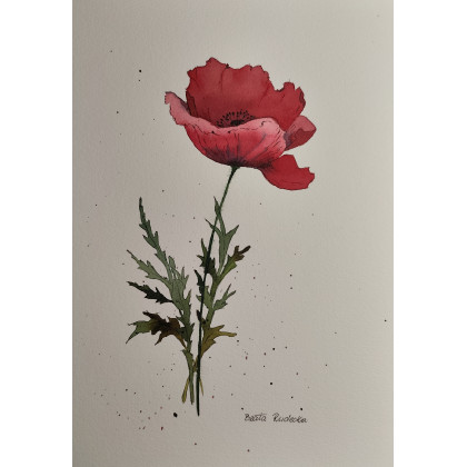 Beata Rudecka - obrazy akwarela - Akwarela Akwarelka Obraz pt: Czerwony Mak foto #2