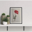 Akwarela Akwarelka Obraz pt: Czerwony Mak