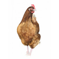 Kura - obraz akwarelowy