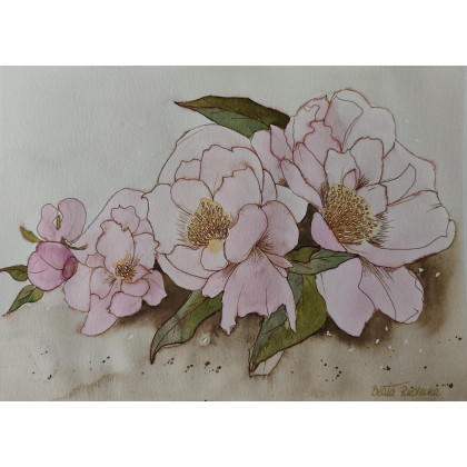 Beata Rudecka - obrazy akwarela - Akwarela Akwarelka Obraz pt: Peonie foto #3
