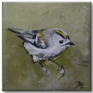 Mysikrólik - cykl Ptaki