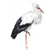 Bocian biały - obraz akwarelowy