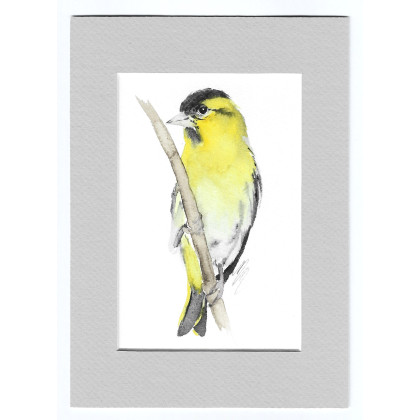 Czyżyk - akwarela z passe portout, Magdalena Malik, obrazy akwarela