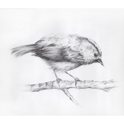 ptaszek na galazce, Maria Mandis, rysunek ołówkiem