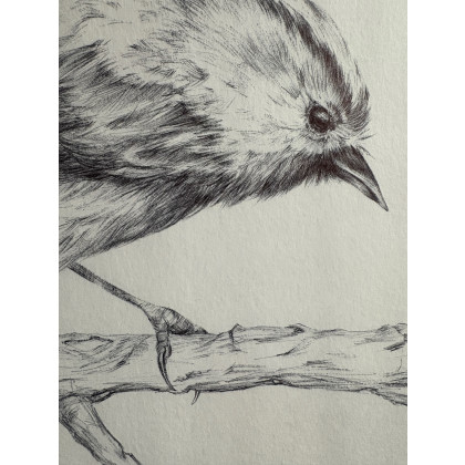 Maria Mandis - rysunek ołówkiem - ptaszek na galazce foto #2